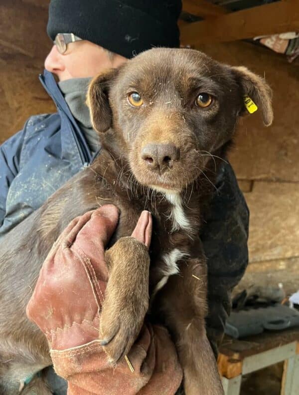 GWINNY - sehr dünn, geschwächt, unrundes Gangbild - ausgereist zur Tierhilfe Lebenswert