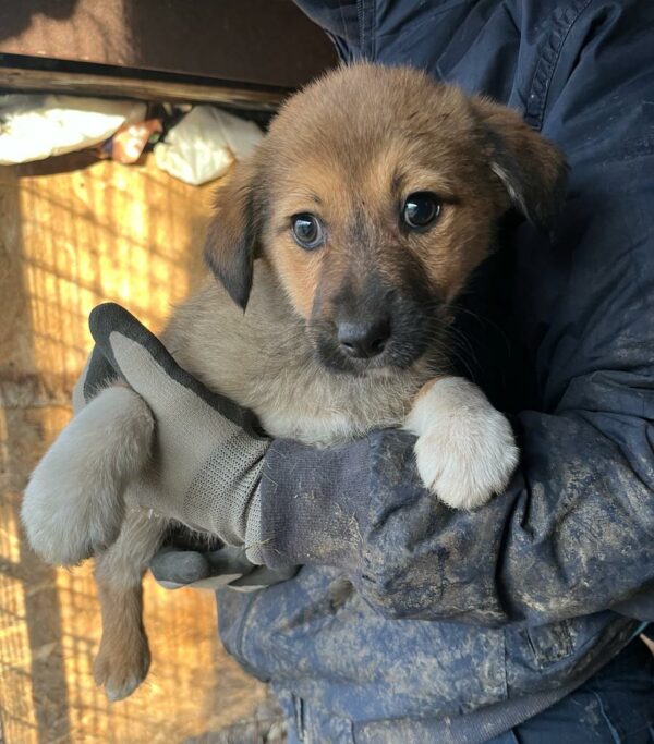 PIJA - ausgereist zur Tierhilfe Lebenswert – Bild 2