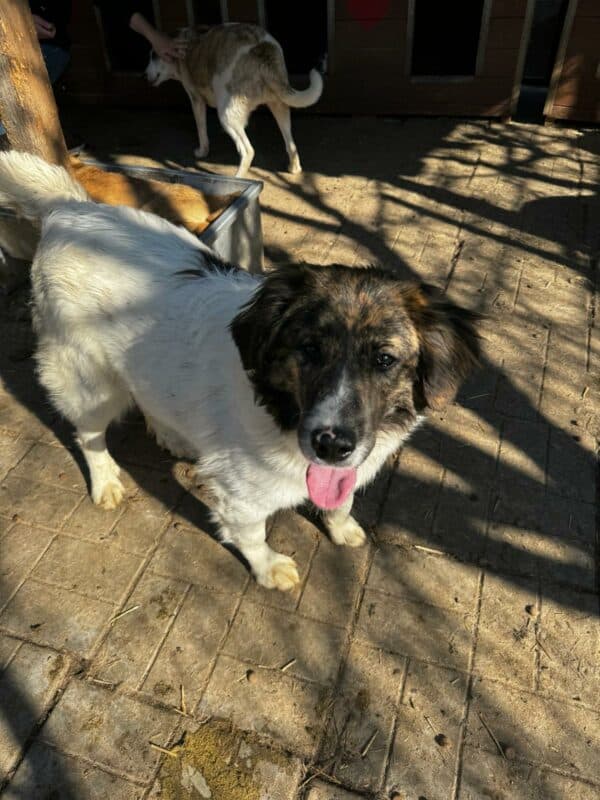 ALISHA (♀) - ausgereist zur Hundescheune Fläming (AL) – Bild 8