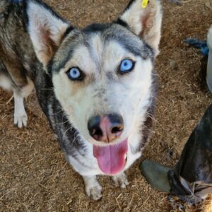 BONNYBLUE (♀) - sehr verzweifelt - ausgereist zu Huskyland