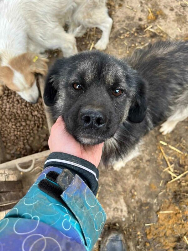 CLAYTON - reserviert Tierhilfe Lebenswert DR - vermittelt – Bild 4