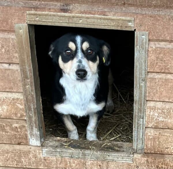 WICHITA - hat es als Kleinste im Kennel nicht leicht - vermittelt MD – Bild 3