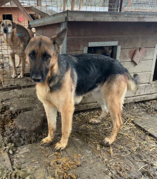 MARGARETE - ausgereist zum Kinder- und Tierschutzhof Landesbergen – Bild 4