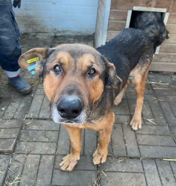 FREDDY - seelischer Notfall - vermittelt Manuela