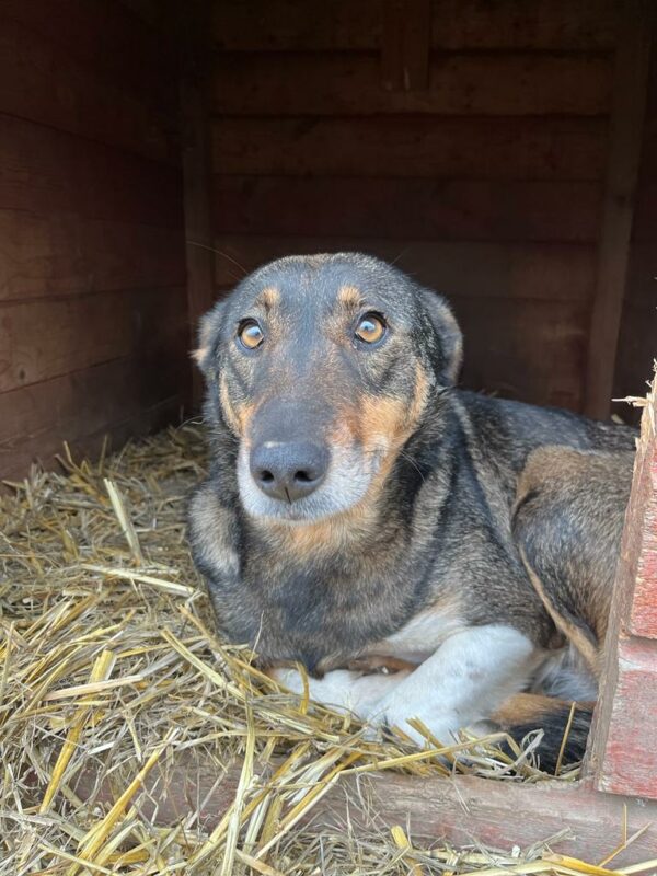 MISS SOPHIE (♀) - seit 2023 im Shelter – Bild 16