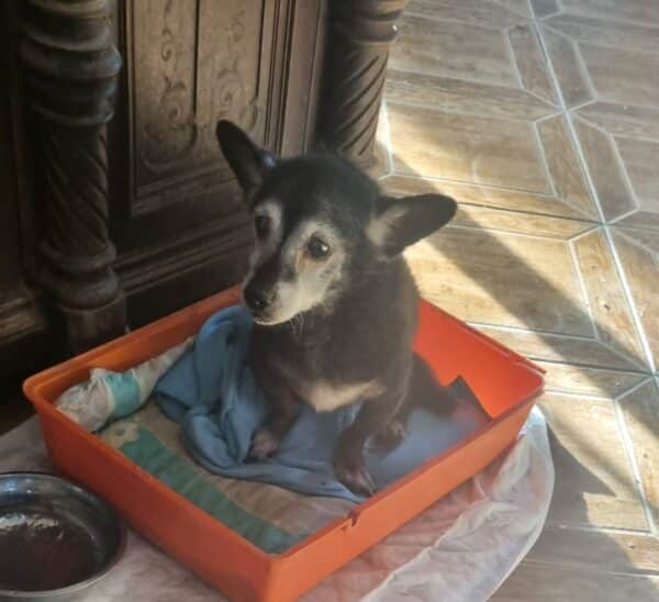 HUBSI (*Blacky) - reserviert Tierhilfe Lebenswert DR - vermittelt – Bild 2