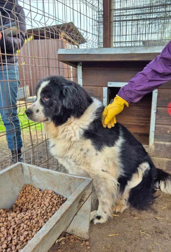 GAUCHO - vermittelt MH – Bild 2