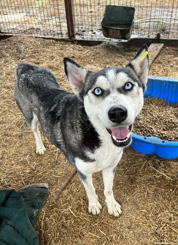 BONNYBLUE (♀) - sehr verzweifelt - ausgereist zu Huskyland – Bild 3