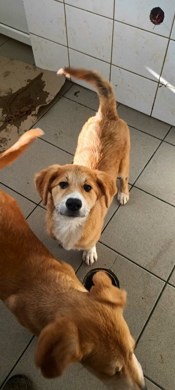 ANNI (♀) – ausgereist zum Kinder- und Tierschutzhof Hahnenberg – Bild 3