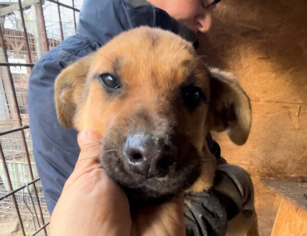 CHAPPI - reserviert Tierhilfe Lebenswert DR - vermittelt – Bild 2