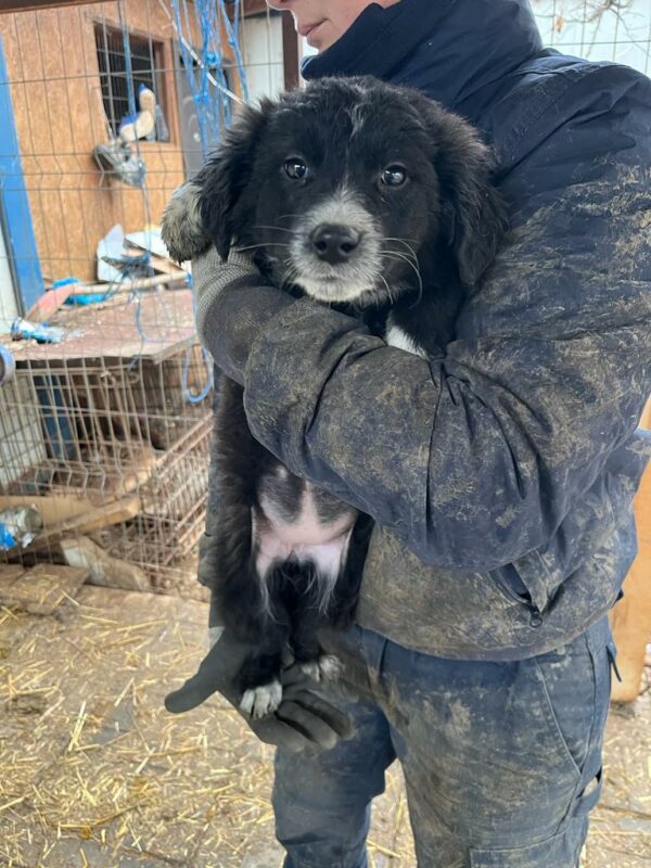 BLACK PEARL - vermisst 02/24 – Bild 2