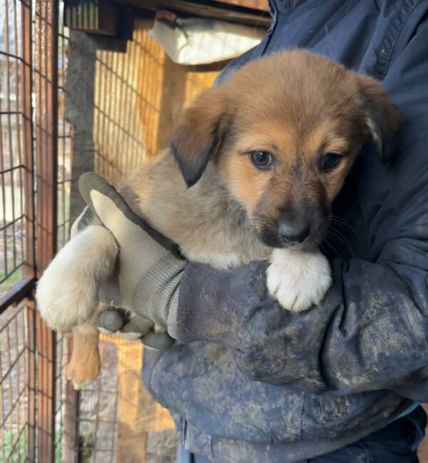 PIJA - ausgereist zur Tierhilfe Lebenswert – Bild 3
