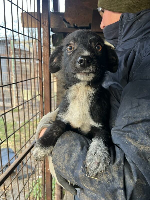 MILANO - ausgereist zur Tierhilfe Lebenswert – Bild 2