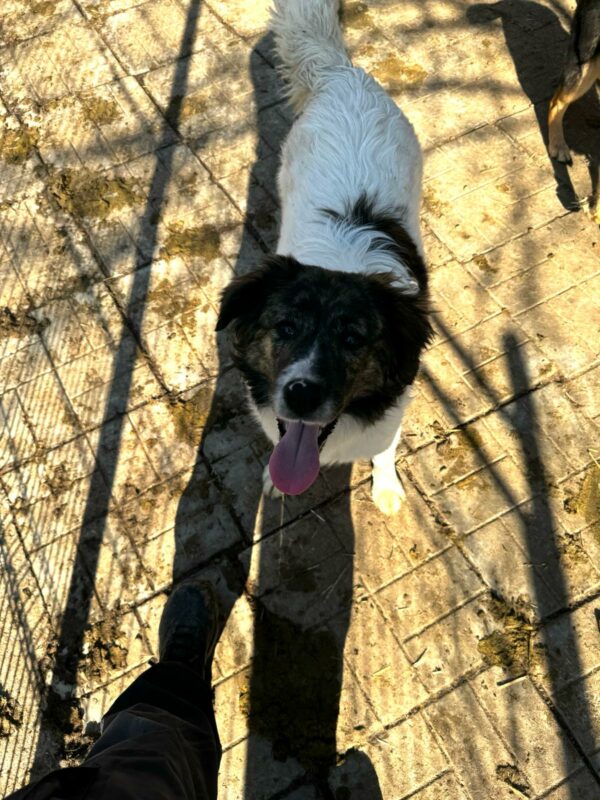 ALISHA (♀) - ausgereist zur Hundescheune Fläming (AL) – Bild 10