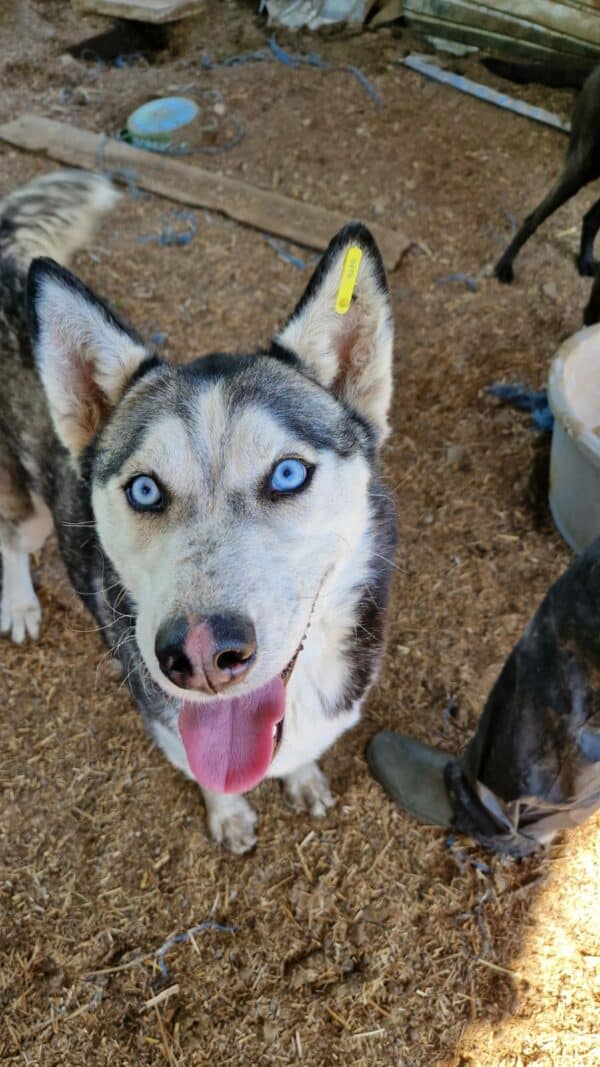 BONNYBLUE (♀) - sehr verzweifelt - ausgereist zu Huskyland – Bild 2