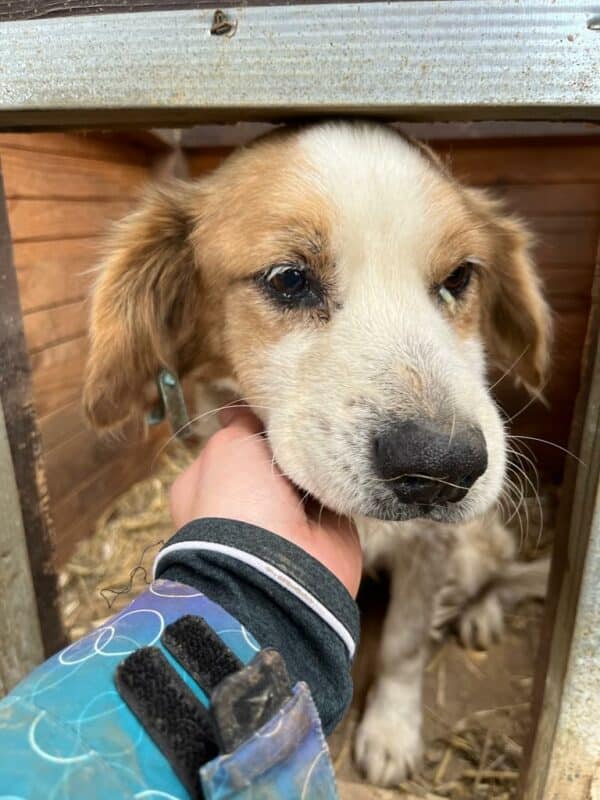 CALU - sehr dünn! - reserviert Tierhilfe Lebenswert DR - vermittelt – Bild 2