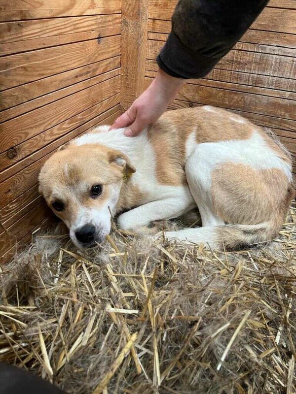 IDEFIX (♂) - sehr dünn - vermittelt NH – Bild 3