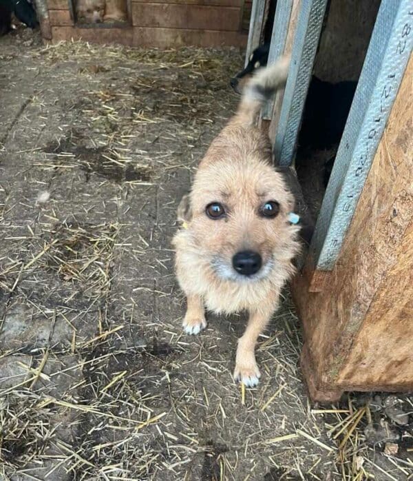 FOXY - vermittelt Isabelle – Bild 2
