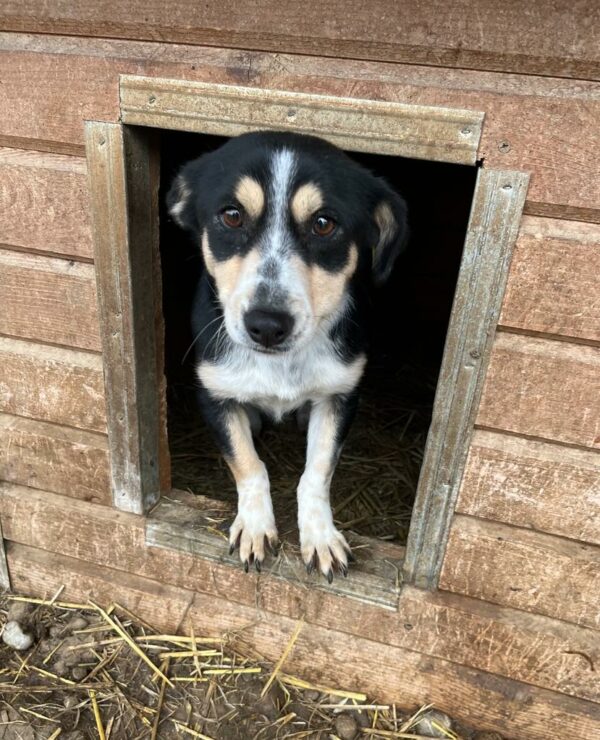 WICHITA - hat es als Kleinste im Kennel nicht leicht - vermittelt MD – Bild 6