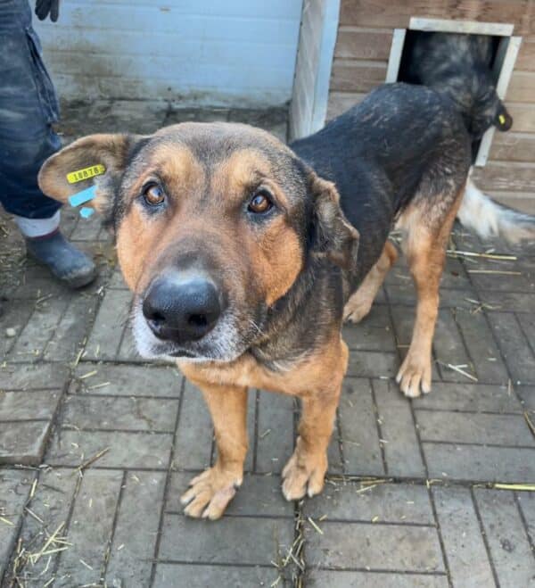 FREDDY - seelischer Notfall - vermittelt Manuela – Bild 3