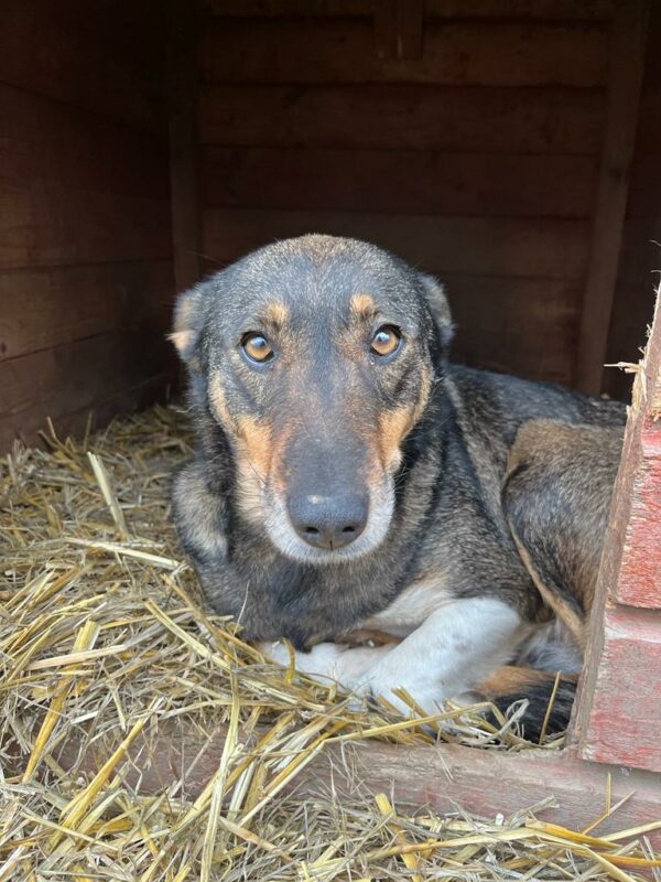 MISS SOPHIE (♀) - seit 2023 im Shelter – Bild 15
