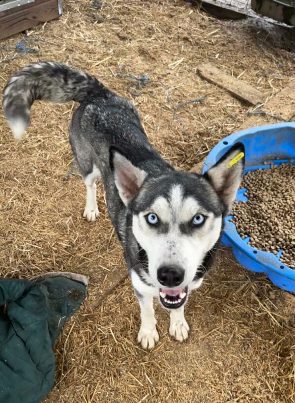 BONNYBLUE (♀) - sehr verzweifelt - ausgereist zu Huskyland – Bild 4