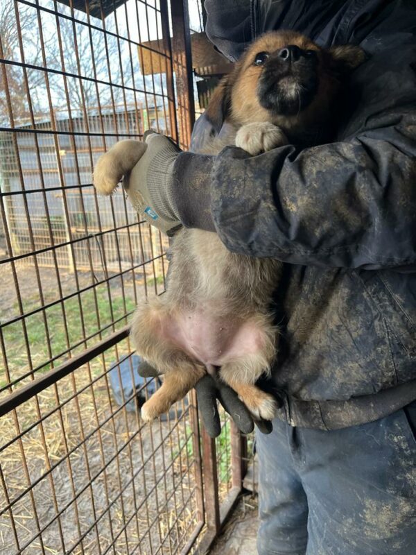 PIJA - ausgereist zur Tierhilfe Lebenswert – Bild 4