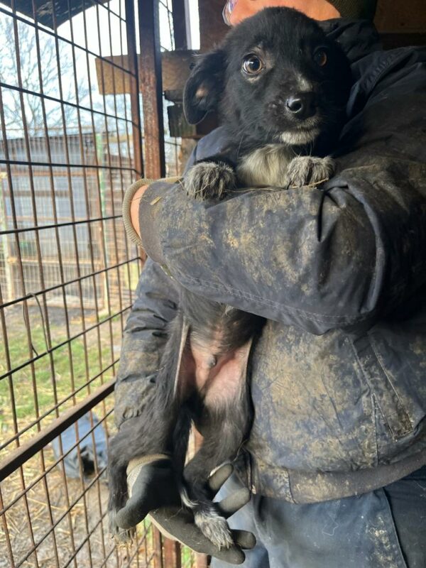 MILANO - ausgereist zur Tierhilfe Lebenswert – Bild 3