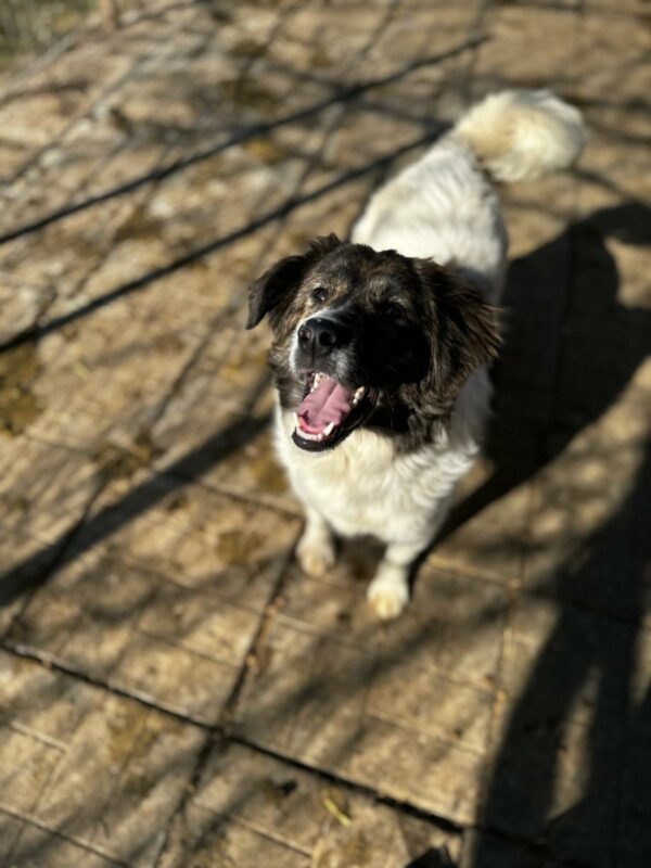 ALISHA (♀) - ausgereist zur Hundescheune Fläming (AL) – Bild 12