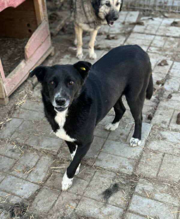 ARTAX (♂) – Bild 9