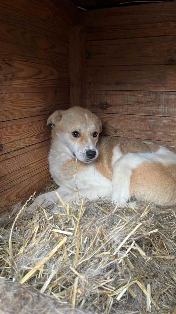 IDEFIX (♂) - sehr dünn - vermittelt NH – Bild 2