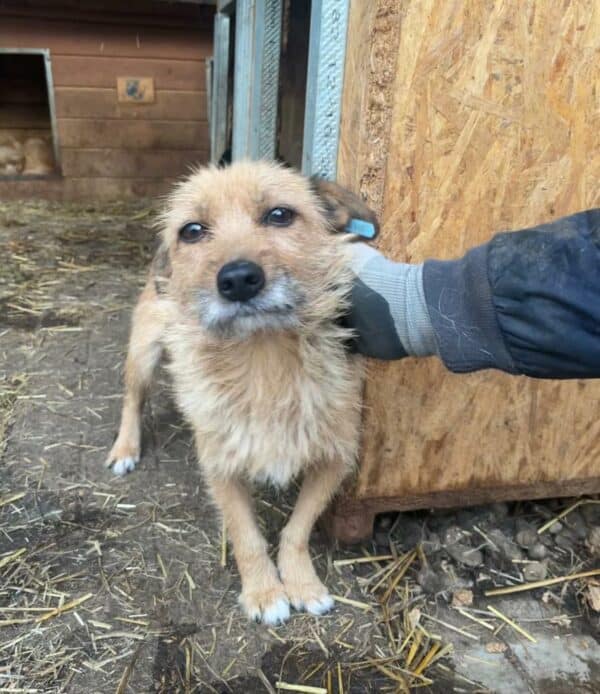 FOXY - vermittelt Isabelle – Bild 3