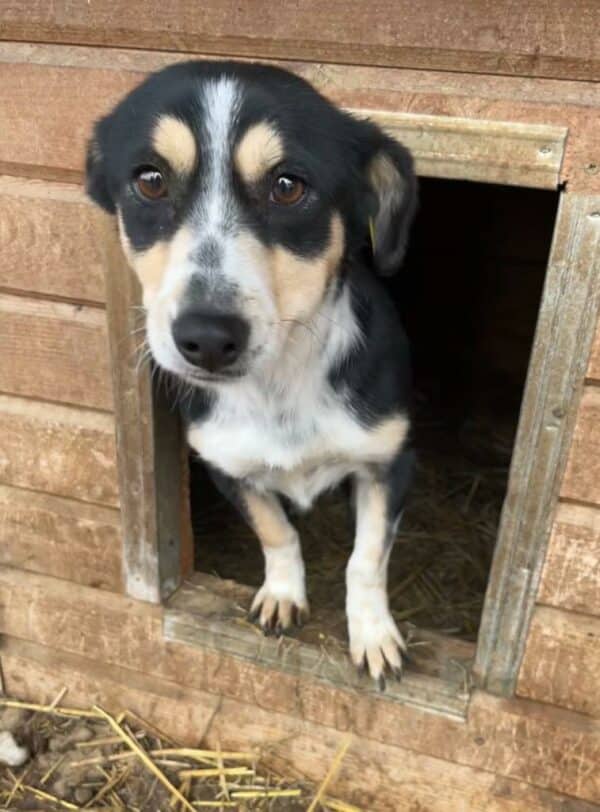 WICHITA - hat es als Kleinste im Kennel nicht leicht - vermittelt MD – Bild 2