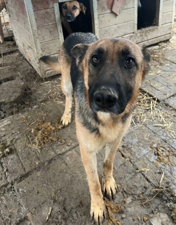 MARGARETE - ausgereist zum Kinder- und Tierschutzhof Landesbergen – Bild 5
