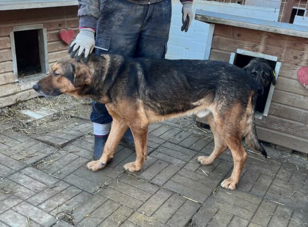 FREDDY - seelischer Notfall - vermittelt Manuela – Bild 2