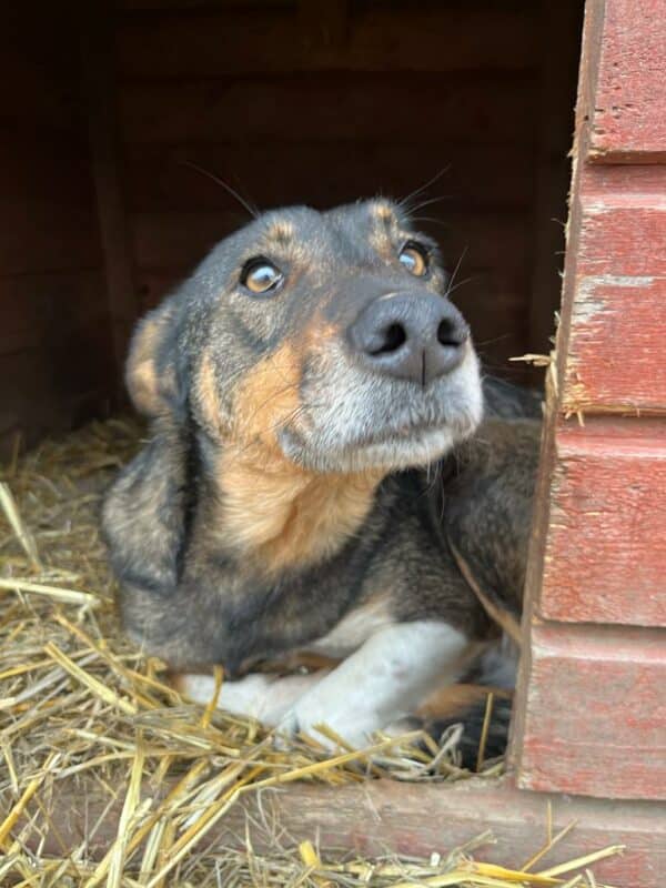 MISS SOPHIE (♀) - seit 2023 im Shelter – Bild 17