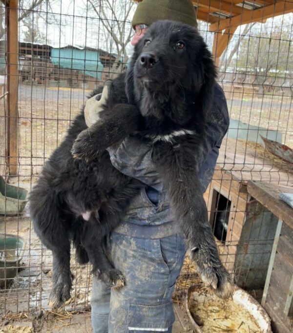 OSCO (♂) - ausgereist zur Hundescheune Fläming – Bild 10
