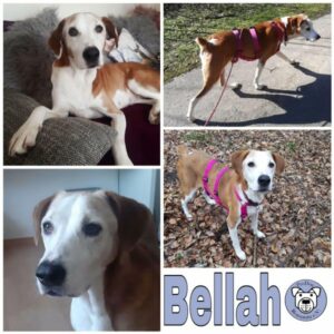 BELLAH - Gnadenplatzhund seit dem 30.07.2022 - RBB 07/2025