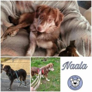 NAALA- Gnadenplatzhund seit dem 30.09.2023