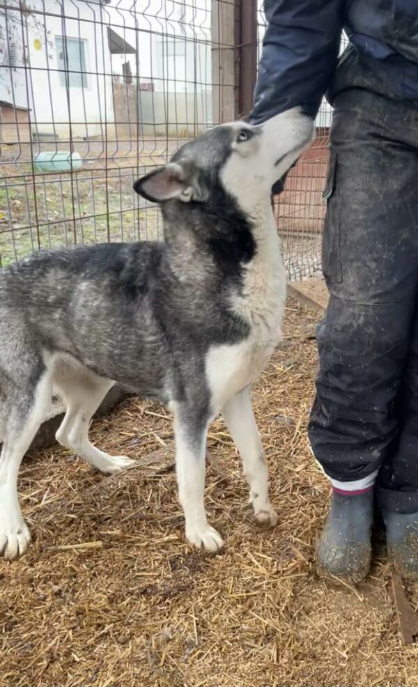 BONNYBLUE (♀) - sehr verzweifelt - ausgereist zu Huskyland – Bild 5