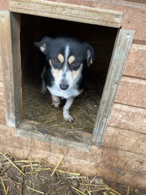 WICHITA - hat es als Kleinste im Kennel nicht leicht - vermittelt MD – Bild 5