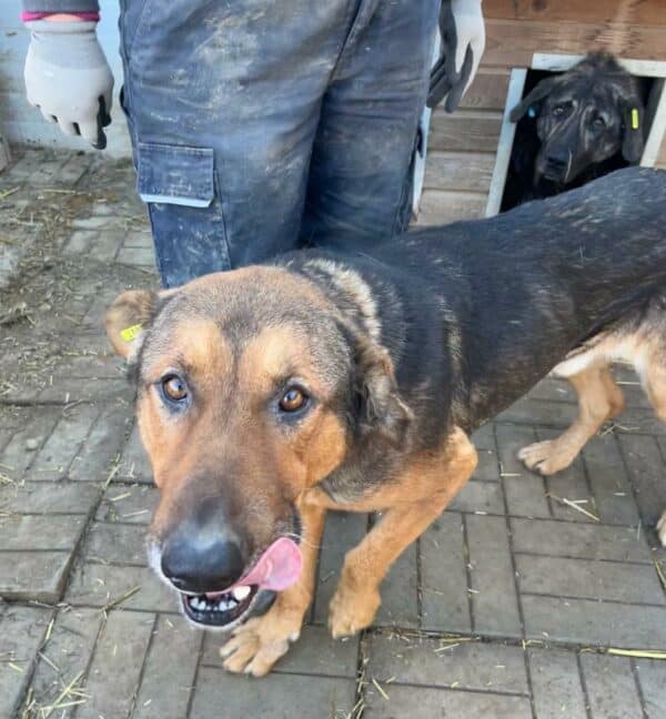 FREDDY - seelischer Notfall - vermittelt Manuela – Bild 4