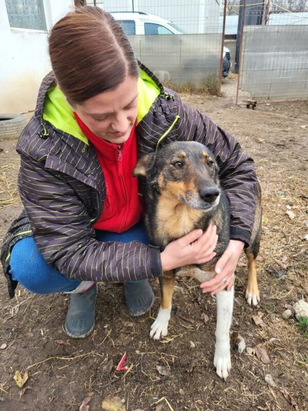 MISS SOPHIE (♀) - seit 2023 im Shelter – Bild 14