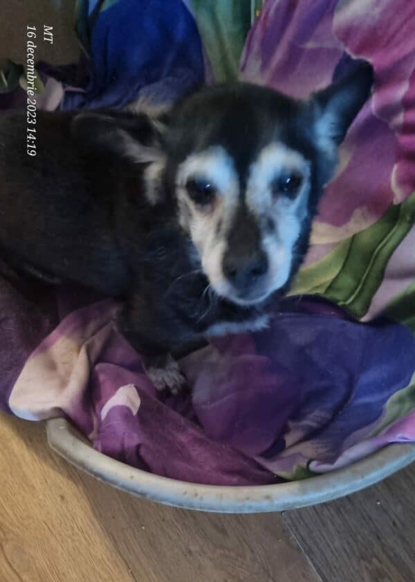 HUBSI (*Blacky) - reserviert Tierhilfe Lebenswert DR - vermittelt – Bild 4