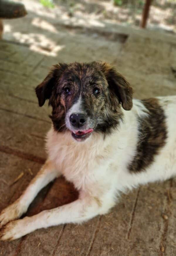 ALISHA (♀) - ausgereist zur Hundescheune Fläming (AL) – Bild 11