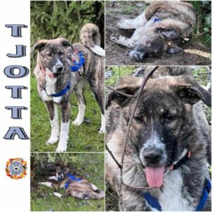 TJOTTA in 92637 Weiden - vermittelt