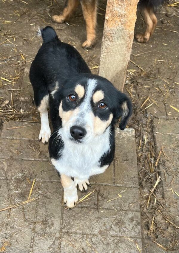 WICHITA - hat es als Kleinste im Kennel nicht leicht - vermittelt MD
