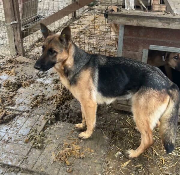 MARGARETE - ausgereist zum Kinder- und Tierschutzhof Landesbergen – Bild 3