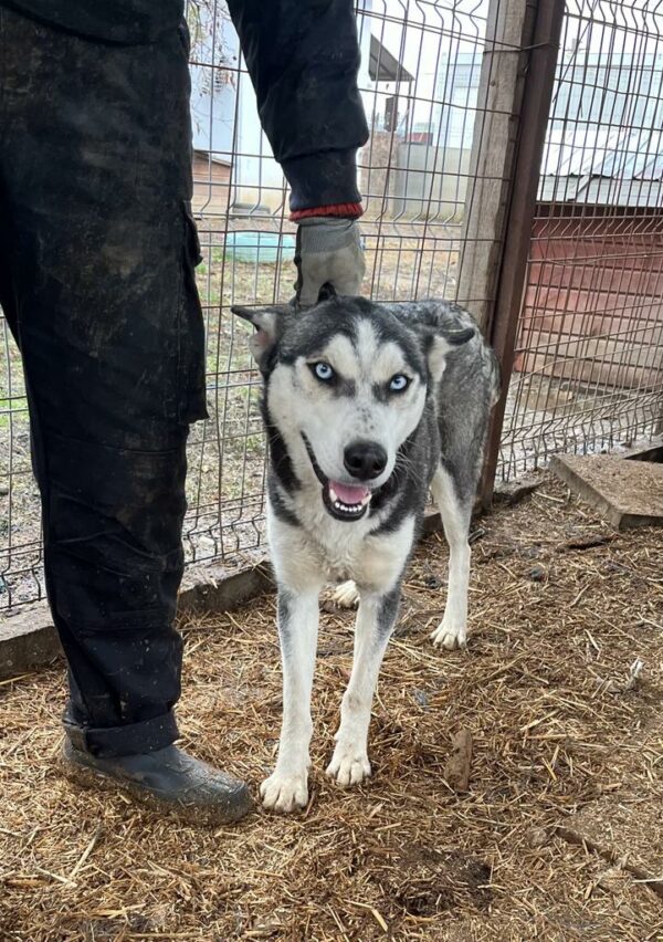 BONNYBLUE (♀) - sehr verzweifelt - ausgereist zu Huskyland – Bild 6