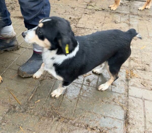 WICHITA - hat es als Kleinste im Kennel nicht leicht - vermittelt MD – Bild 4